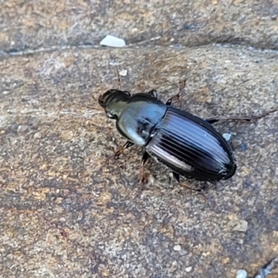 Unverified Darkling beetle (Tenebrionidae) at Surfside, NSW - 2 Oct 2022 by trevorpreston