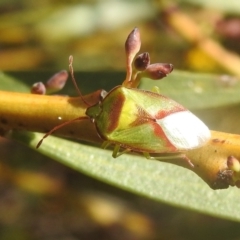 Stauralia sp. (genus) (False stink bug) at Kambah, ACT - 2 Oct 2022 by HelenCross