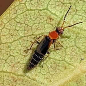 Staphylinidae (family) at Ulladulla, NSW - 2 Oct 2022