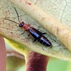 Staphylinidae (family) at Ulladulla, NSW - 2 Oct 2022