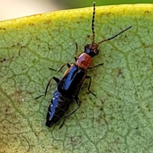 Staphylinidae (family) at Ulladulla, NSW - 2 Oct 2022