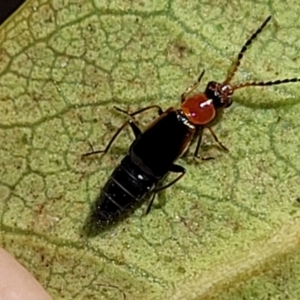 Staphylinidae (family) at Ulladulla, NSW - 2 Oct 2022