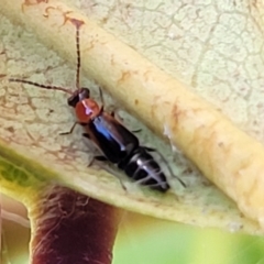 Staphylinidae (family) at Ulladulla, NSW - 2 Oct 2022