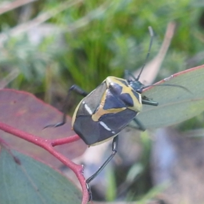 Commius elegans (Cherry Ballart Shield Bug) at Mount Taylor - 2 Oct 2022 by HelenCross