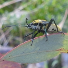 Commius elegans at Kambah, ACT - 2 Oct 2022 02:11 PM