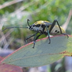 Commius elegans at Kambah, ACT - 2 Oct 2022 02:11 PM