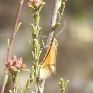 Philobota undescribed species near arabella at Kambah, ACT - 2 Oct 2022