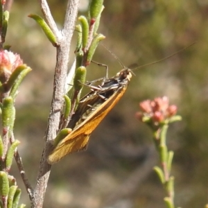 Philobota undescribed species near arabella at Kambah, ACT - 2 Oct 2022