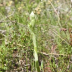 Hymenochilus sp. (A Greenhood Orchid) at Kambah, ACT - 2 Oct 2022 by HelenCross