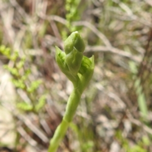 Hymenochilus sp. at Kambah, ACT - suppressed