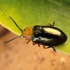 Lamprolina (genus) (Pittosporum leaf beetle) at Ulladulla, NSW - 2 Oct 2022 by trevorpreston