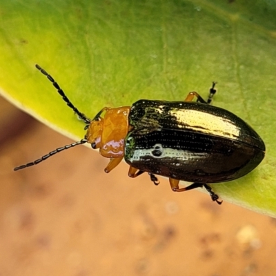 Lamprolina (genus) (Pittosporum leaf beetle) at Ulladulla, NSW - 2 Oct 2022 by trevorpreston