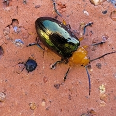 Lamprolina (genus) at Ulladulla, NSW - 2 Oct 2022