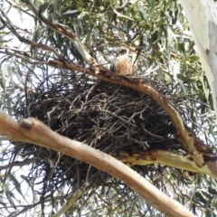 Falco longipennis (Australian Hobby) at Lions Youth Haven - Westwood Farm A.C.T. - 1 Oct 2022 by HelenCross