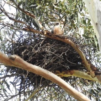 Falco longipennis (Australian Hobby) at Lions Youth Haven - Westwood Farm - 1 Oct 2022 by HelenCross