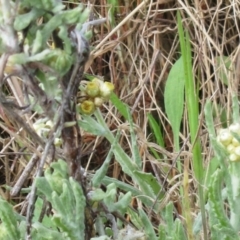 Pseudognaphalium luteoalbum (Jersey Cudweed) at Hawker, ACT - 2 Oct 2022 by sangio7