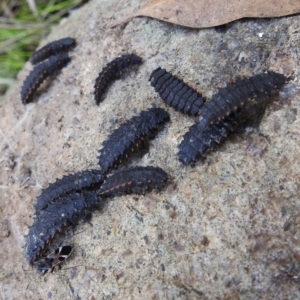 Coleoptera (order) at suppressed - suppressed