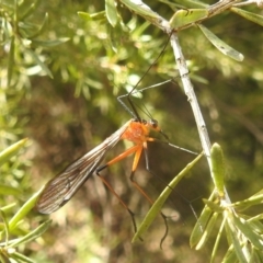 Harpobittacus australis (Hangingfly) at Kambah, ACT - 2 Oct 2022 by HelenCross