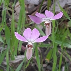 Caladenia carnea (Pink Fingers) at Albury - 2 Oct 2022 by REGAN