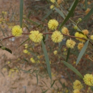 Acacia leprosa at Boorowa, NSW - 1 Oct 2022