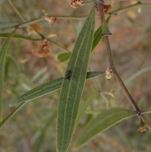 Acacia leprosa at Boorowa, NSW - 1 Oct 2022