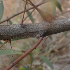 Acacia leprosa at Boorowa, NSW - 1 Oct 2022