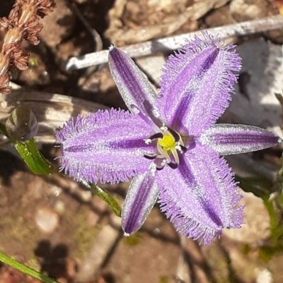 Thysanotus patersonii (Twining Fringe Lily) at Nail Can Hill - 25 Sep 2022 by REGAN