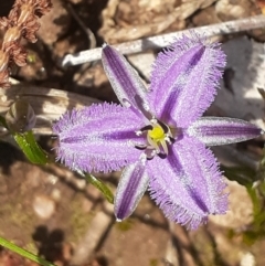 Thysanotus patersonii (Twining Fringe Lily) at Nail Can Hill - 25 Sep 2022 by REGAN