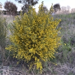 Genista monspessulana (Cape Broom, Montpellier Broom) at Jerrabomberra, ACT - 2 Oct 2022 by Steve_Bok