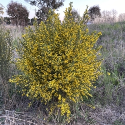 Genista monspessulana (Cape Broom, Montpellier Broom) at Jerrabomberra, ACT - 2 Oct 2022 by SteveBorkowskis