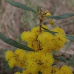 Acacia rubida (Red-stemmed Wattle, Red-leaved Wattle) at Godfreys Creek, NSW - 1 Oct 2022 by drakes