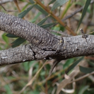 Acacia rubida at Godfreys Creek, NSW - 1 Oct 2022