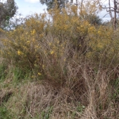 Acacia rubida at Godfreys Creek, NSW - 1 Oct 2022