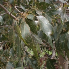 Brachychiton populneus subsp. populneus (Kurrajong) at Godfreys Creek, NSW - 1 Oct 2022 by drakes