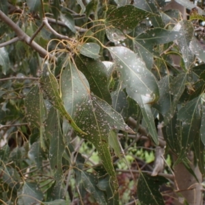 Brachychiton populneus subsp. populneus at Godfreys Creek, NSW - 1 Oct 2022