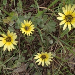 Arctotheca calendula (Capeweed, Cape Dandelion) at Godfreys Creek, NSW - 1 Oct 2022 by drakes