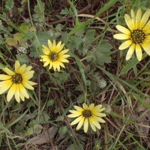 Arctotheca calendula at Godfreys Creek, NSW - 1 Oct 2022