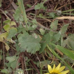 Arctotheca calendula at Godfreys Creek, NSW - 1 Oct 2022