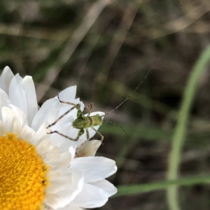 Caedicia simplex at Sutton, NSW - 2 Oct 2022