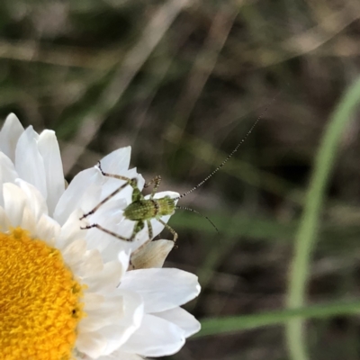 Caedicia simplex (Common Garden Katydid) at Sutton, NSW - 2 Oct 2022 by Whirlwind