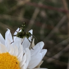 Caedicia simplex at Sutton, NSW - 2 Oct 2022