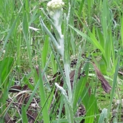 Pseudognaphalium luteoalbum (Jersey Cudweed) at Molonglo Valley, ACT - 1 Oct 2022 by sangio7