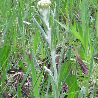 Pseudognaphalium luteoalbum (Jersey Cudweed) at Molonglo Valley, ACT - 1 Oct 2022 by sangio7