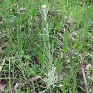 Pseudognaphalium luteoalbum at Molonglo Valley, ACT - 1 Oct 2022