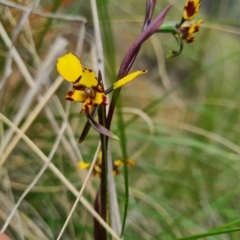 Diuris pardina (Leopard Doubletail) at Cotter River, ACT - 2 Oct 2022 by LukeMcElhinney