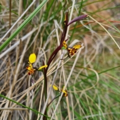 Diuris pardina at Cotter River, ACT - suppressed