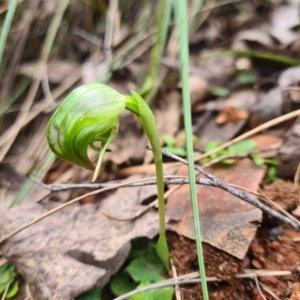 Pterostylis nutans at Cotter River, ACT - suppressed