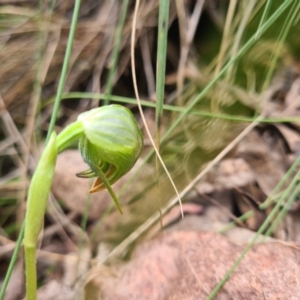 Pterostylis nutans at Cotter River, ACT - suppressed