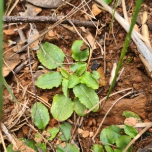 Pterostylis nutans at Cotter River, ACT - suppressed