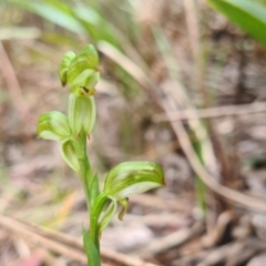 Bunochilus montanus (ACT) = Pterostylis jonesii (NSW) (Montane Leafy Greenhood) at Cotter River, ACT - 30 Sep 2022 by LukeMcElhinney